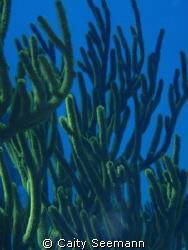 This is a close up shot of a type of fan coral, taken abo... by Caity Seemann 
